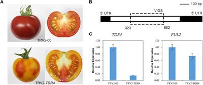 Metabolomic and Transcriptomic Analyses Reveal That a MADS-Box Transcription Factor TDR4 Regulates Tomato Fruit Quality